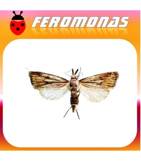 Feromonas para CHILO PARTELLUS Perforador manchado del tallo