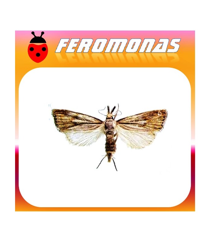 Feromonas para CHILO PARTELLUS Perforador manchado del tallo