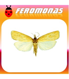 Feromonas para CHILO SUPPRESSALIS Barrenador del arroz
