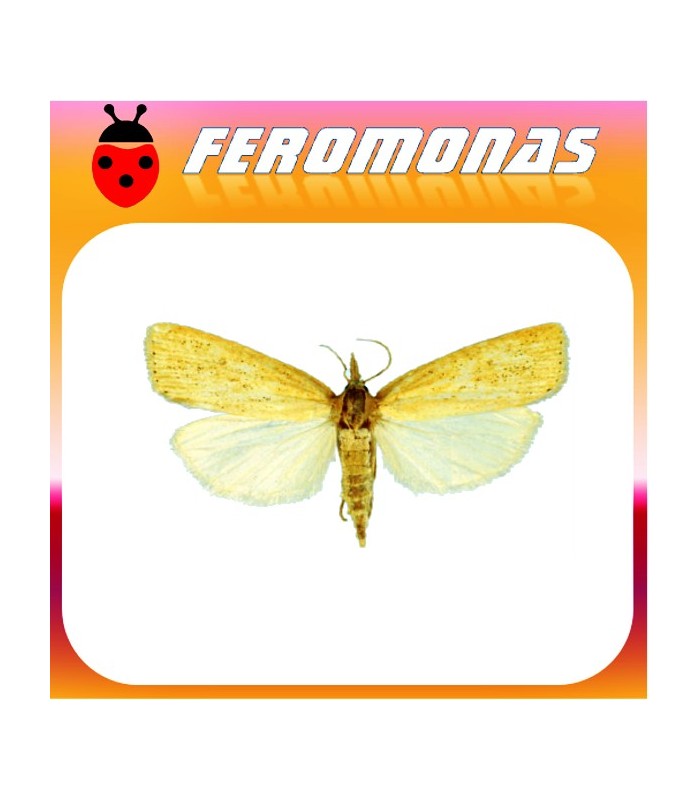Feromonas para CHILO SUPPRESSALIS Barrenador del arroz
