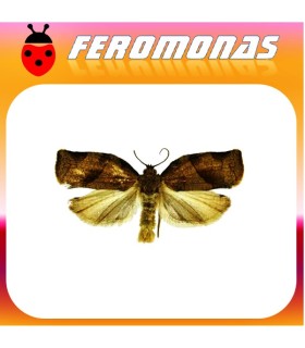 Feromonas para CHORISTONEURA ROSACEANA Rosquilla de bandas oblícuas
