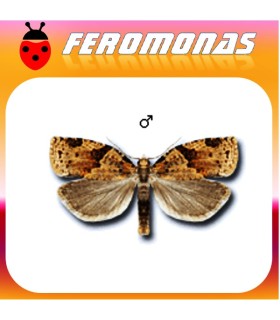 Feromonas para CLEPSIS SPECTRANA Tortrix de la vid