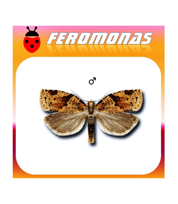 Feromonas para CLEPSIS SPECTRANA Tortrix de la vid