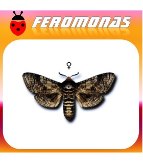 Feromonas para COSSUS COSSUS Cósido del sauce