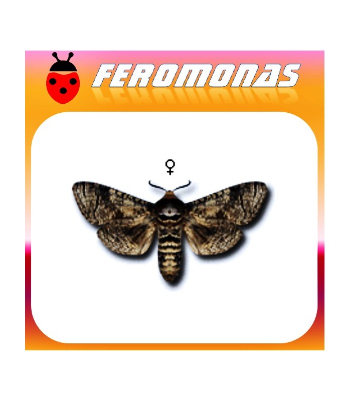 Feromonas para COSSUS COSSUS Cósido del sauce