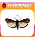 Feromonas para CRYPTOBLABES GNIDIELLA Polilla de la melaza