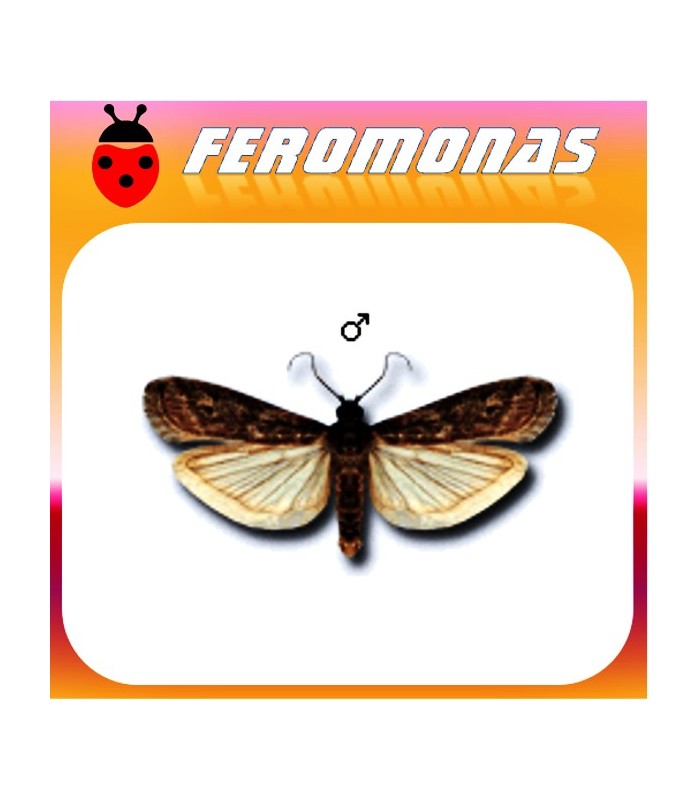 Feromonas para CRYPTOBLABES GNIDIELLA Polilla de la melaza