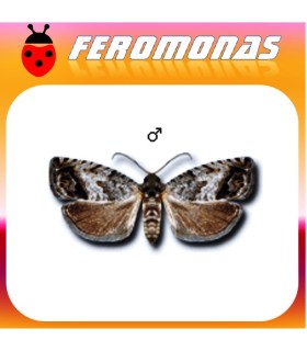 Feromonas para CYDIA (LASPEYRESIA) SPLENDANA Agusanado de las castañas