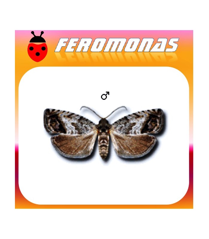 Feromonas para CYDIA (LASPEYRESIA) SPLENDANA Agusanado de las castañas