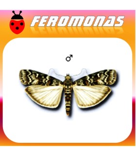 Feromonas para DIORYCTRIA ABIETELLA Gusano del abeto