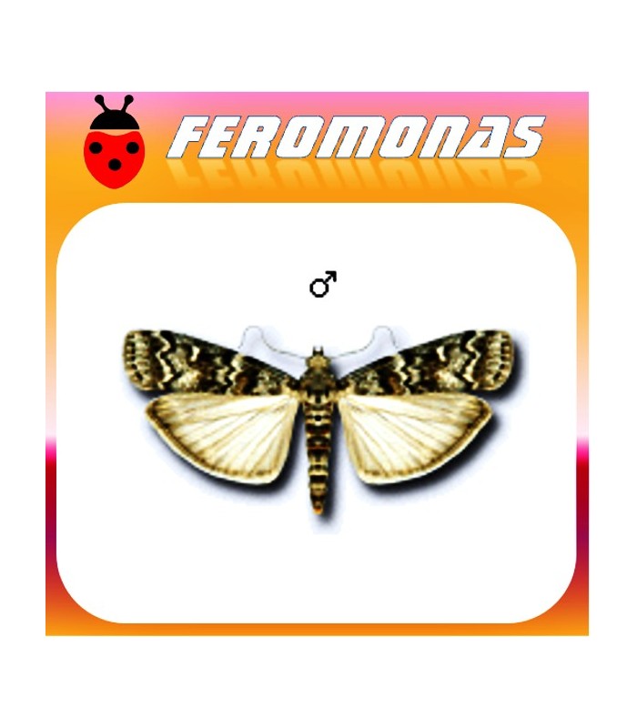 Feromonas para DIORYCTRIA ABIETELLA Gusano del abeto