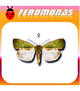 Feromonas para EARIAS INSULANA Oruga espInosa del algodonero