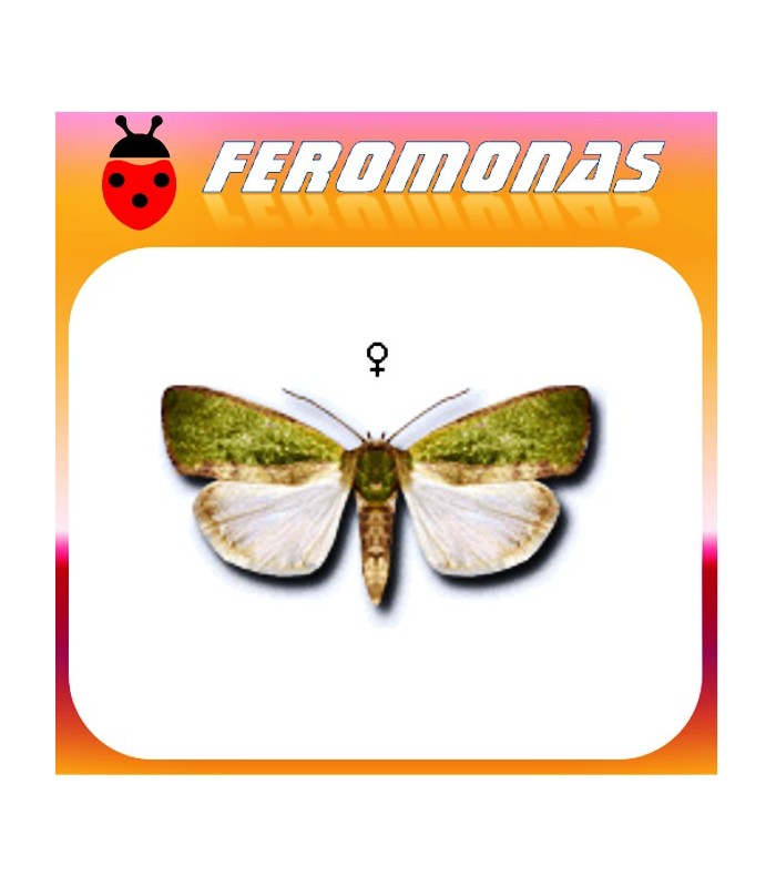 Feromonas para EARIAS INSULANA Oruga espInosa del algodonero