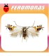 Feromonas para LEUCOPTERA MALIFOLIELLA minador circular del manzano