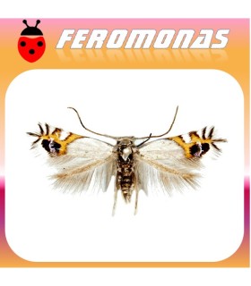 Feromonas para LEUCOPTERA MALIFOLIELLA minador circular del manzano