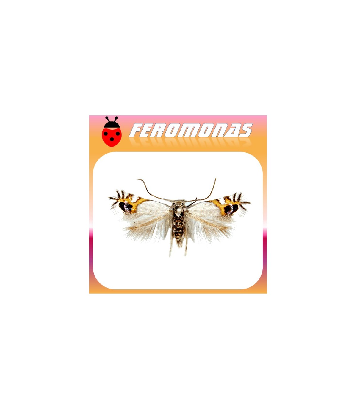 Feromonas para LEUCOPTERA MALIFOLIELLA minador circular del manzano
