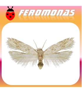 Feromonas para KEIFERIA LYCOPERSICELLA minador del tomate