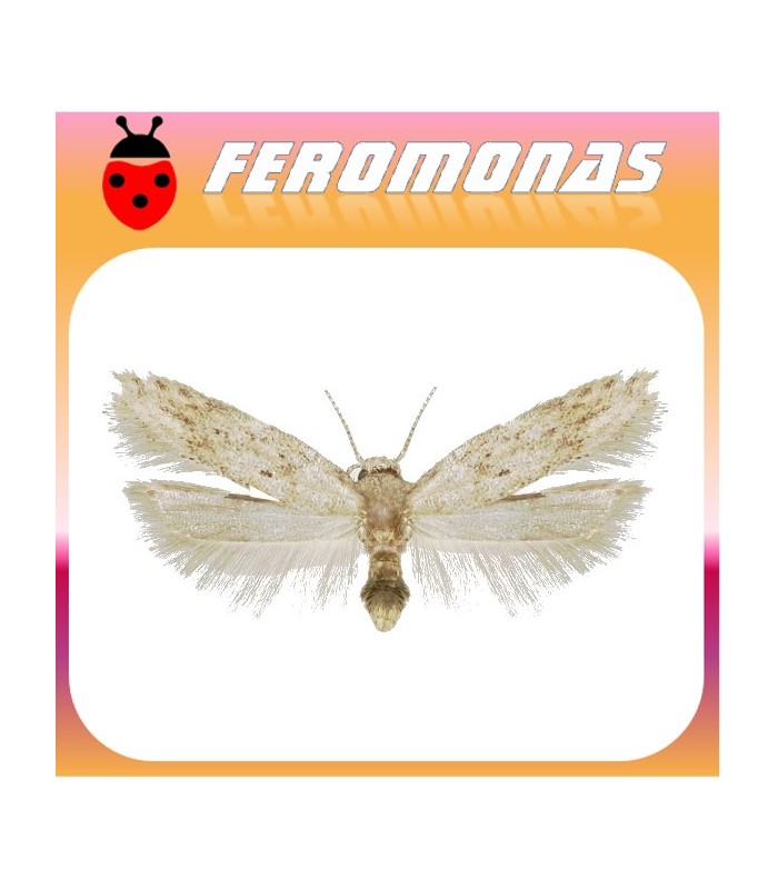 Feromonas para KEIFERIA LYCOPERSICELLA minador del tomate
