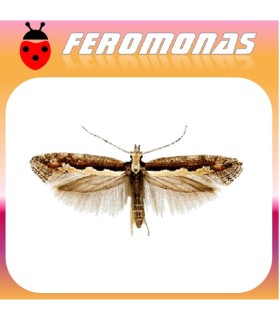 Feromonas para KERMANIA PISTACIELLA polilla del pistacho