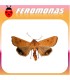 Feromonas para HELIOTHIS (HELICOVERPA) ZEA gusano del grano