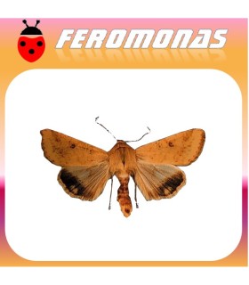Feromonas para HELIOTHIS (HELICOVERPA) ZEA gusano del grano