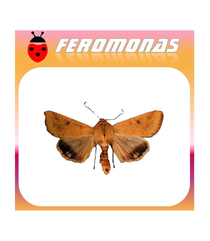 Feromonas para HELIOTHIS (HELICOVERPA) ZEA gusano del grano