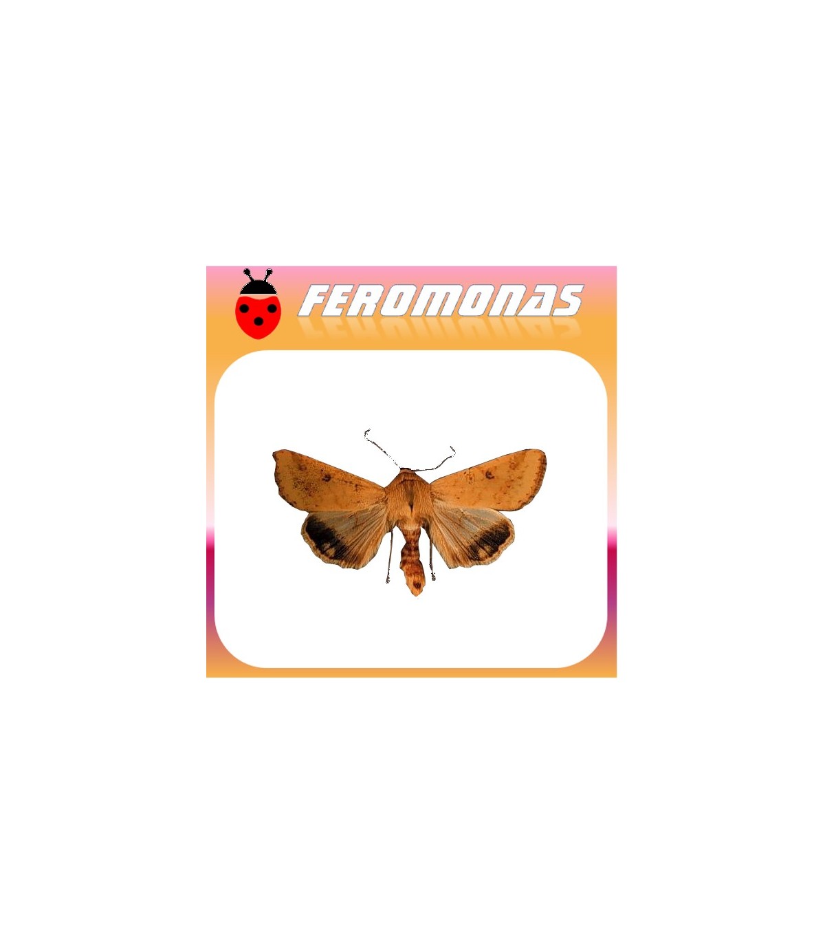 Feromonas para HELIOTHIS (HELICOVERPA) ZEA gusano del grano