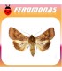 Feromonas para HELIOTHIS (HELICOVERPA) PUNCTIGERA Gusano nativo