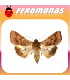 Feromonas para HELIOTHIS (HELICOVERPA) PUNCTIGERA Gusano nativo