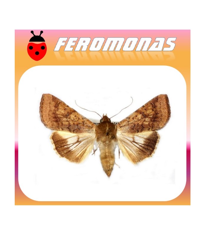 Feromonas para HELIOTHIS (HELICOVERPA) PUNCTIGERA Gusano nativo