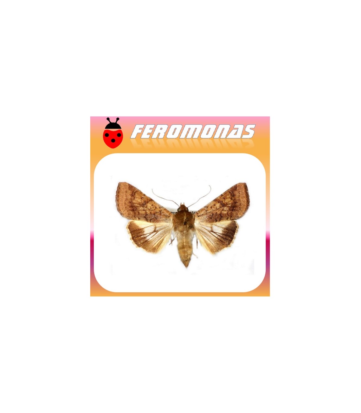Feromonas para HELIOTHIS (HELICOVERPA) PUNCTIGERA Gusano nativo