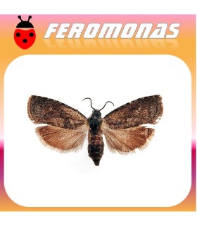 Feromonas para GRAPHOLITA LASPEYRESIA) MOLESTA Polilla oriental dell melocotonero
