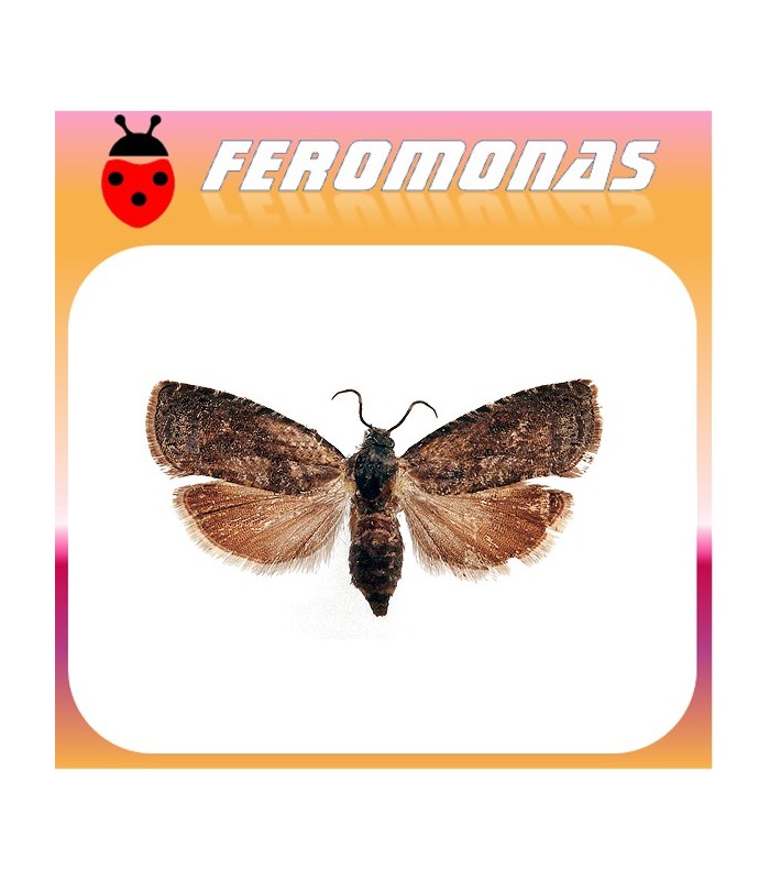 Feromonas para GRAPHOLITA LASPEYRESIA) MOLESTA Polilla oriental dell melocotonero