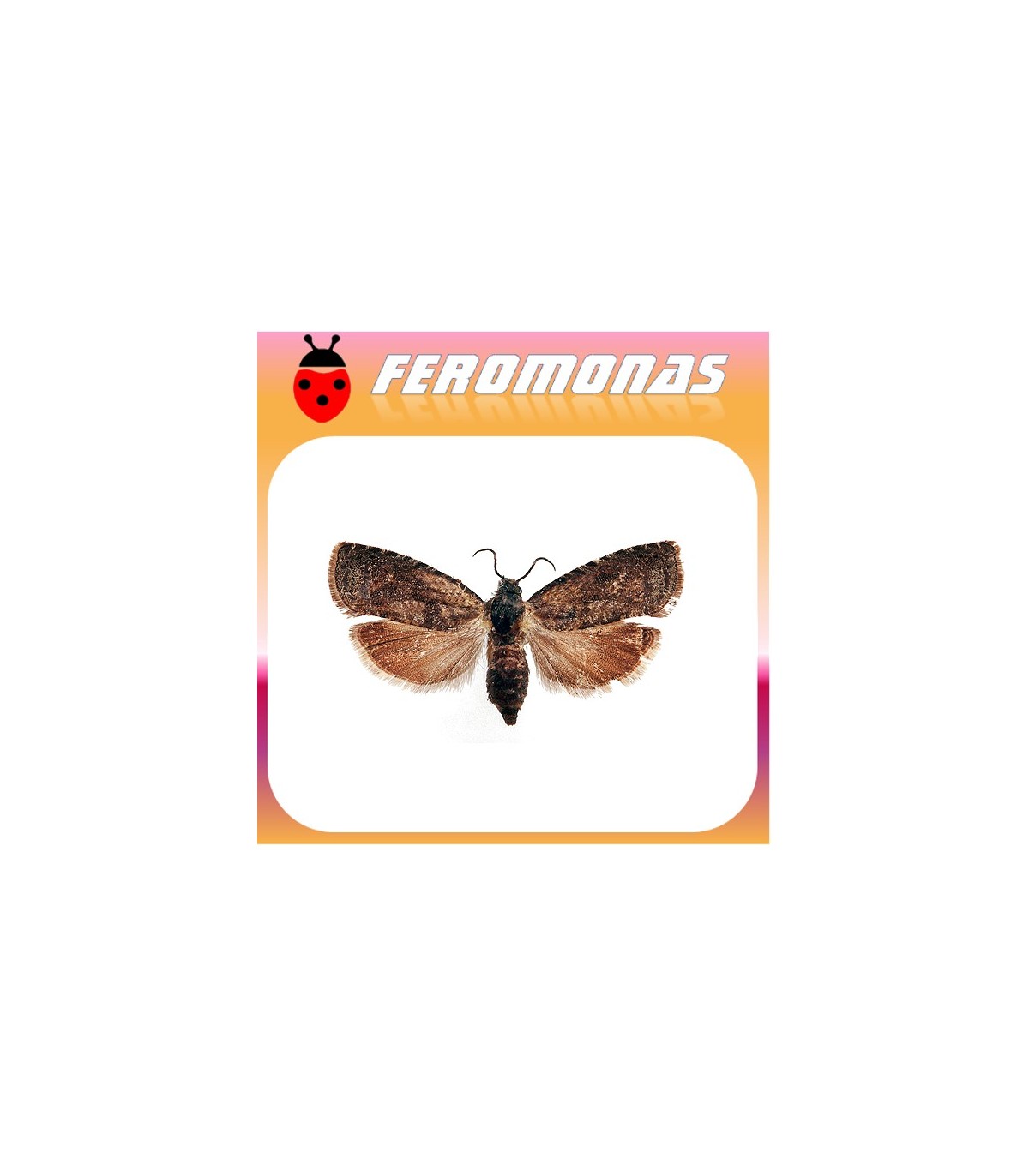 Feromonas para GRAPHOLITA LASPEYRESIA) MOLESTA Polilla oriental dell melocotonero