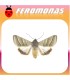 Feromonas para HELIOTHIS (HELICOVERPA) VIRESCENS Oruga del tabaco