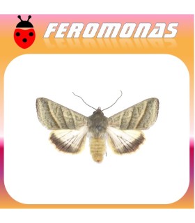 Feromonas para HELIOTHIS (HELICOVERPA) VIRESCENS Oruga del tabaco