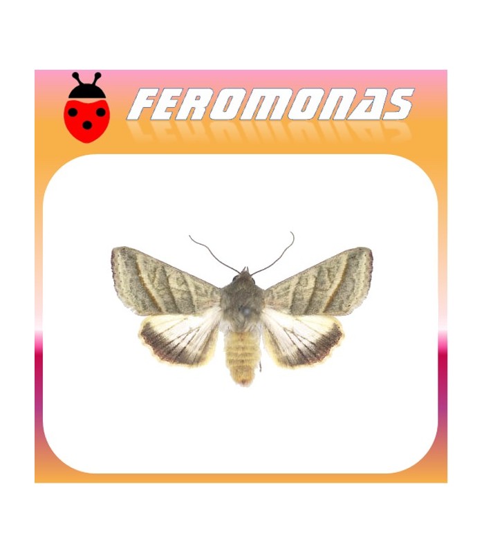 Feromonas para HELIOTHIS (HELICOVERPA) VIRESCENS Oruga del tabaco