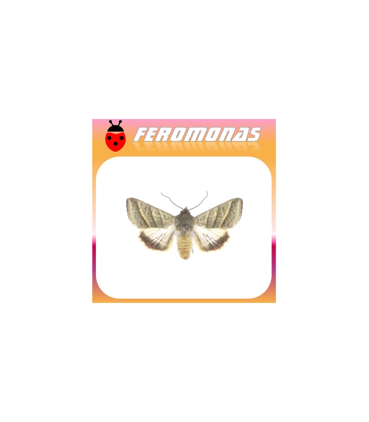 Feromonas para HELIOTHIS (HELICOVERPA) VIRESCENS Oruga del tabaco