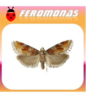 Feromonas para EUCOSMA SONOMANA Perforador occidental del pino