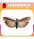 ETIELLA ZINCKENELLA Gusano de las vainas