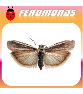 ETIELLA ZINCKENELLA Gusano de las vainas