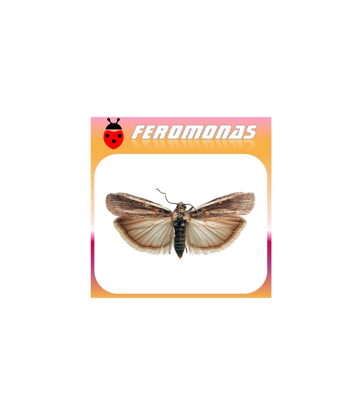 ETIELLA ZINCKENELLA Gusano de las vainas