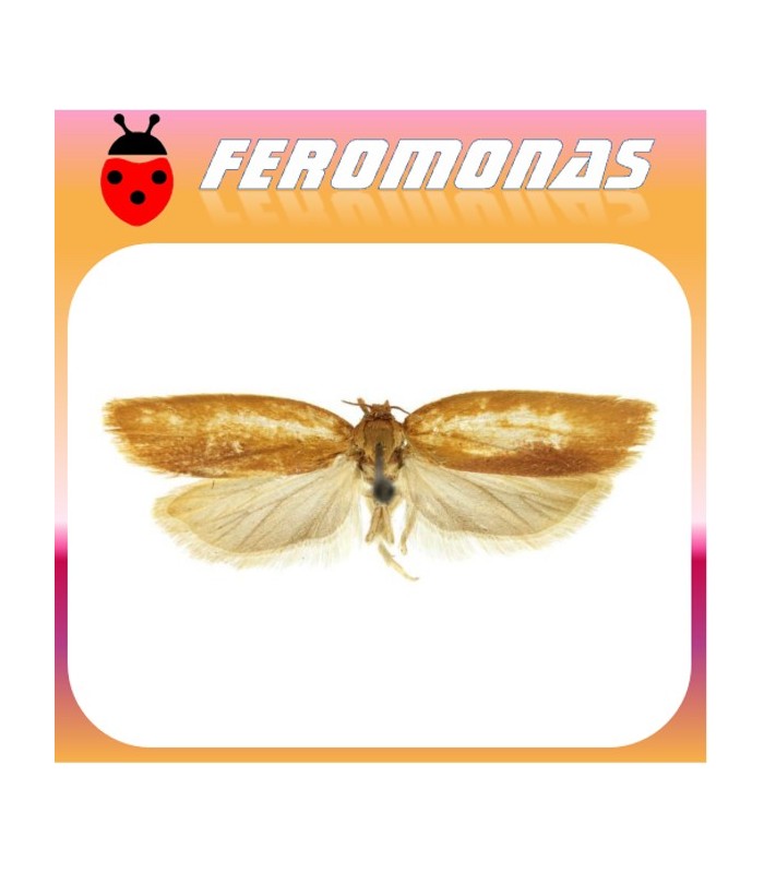 Feromonas para NOMBRE CIENTÍFICO nombre vulgar