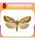 Feromonas para EPIPHYAS POSTVITTANA Polilla marrón del manzano