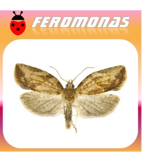 Feromonas para EPIPHYAS POSTVITTANA Polilla marrón del manzano