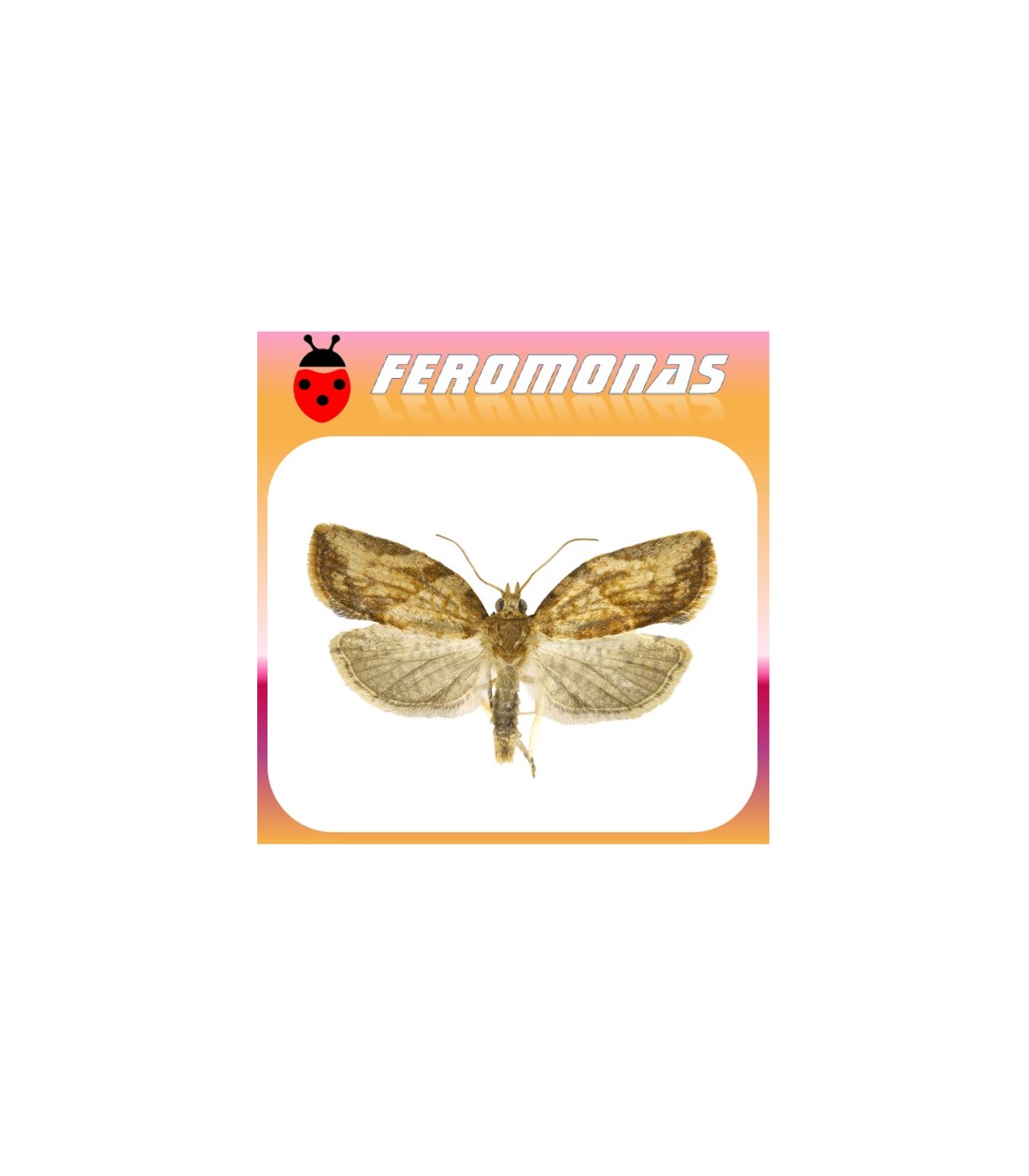 Feromonas para EPIPHYAS POSTVITTANA Polilla marrón del manzano
