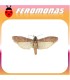 Feromonas para EPHESTIA (CADRA) FIGULILELLA Polilla de las pasas