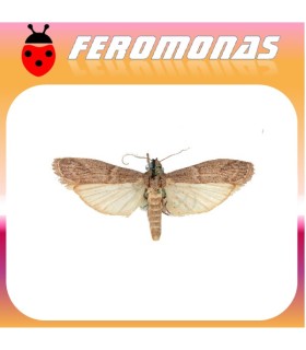 Feromonas para EPHESTIA (CADRA) FIGULILELLA Polilla de las pasas