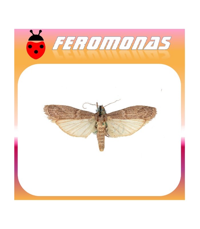 Feromonas para EPHESTIA (CADRA) FIGULILELLA Polilla de las pasas