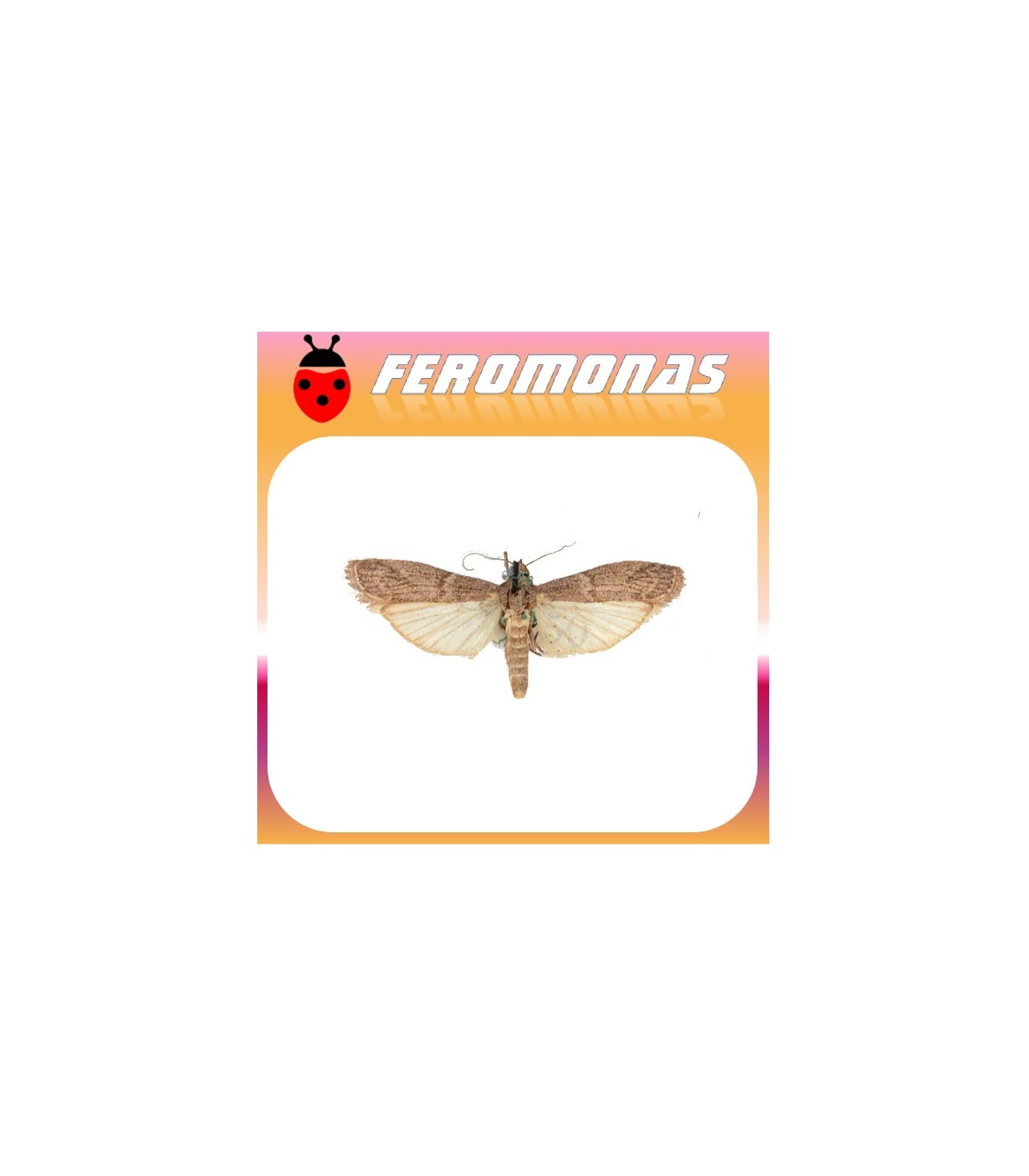 Feromonas para EPHESTIA (CADRA) FIGULILELLA Polilla de las pasas